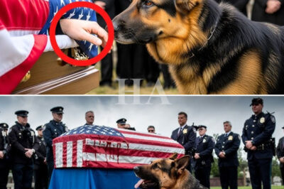 K9 Max: Guardián hasta el último latido