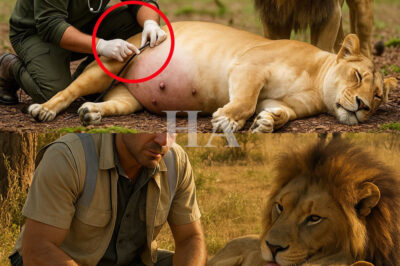 Hombre salva a leona embarazada — ¡pero no esperaba la reacción del león!