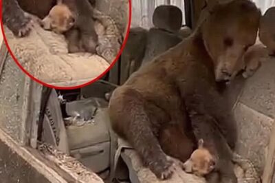 Cuando Todo Ardía, Solo el Amor de una Madre Pudo Resistir las Llamas