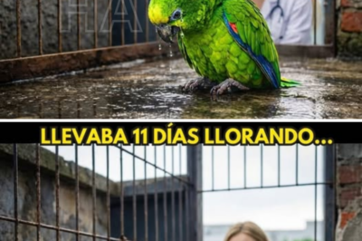 “Todos querían sacrificarlo por sus gritos insoportables, pero cuando la veterinaria descubrió la verdad oculta en su jaula, el mundo entero se quedó sin palabras…”